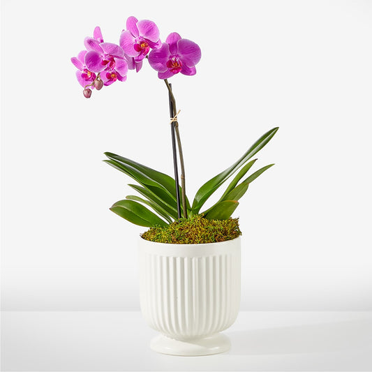 Friendly Fuchsia Orchid – Loose Leaf Florist, Austin TX