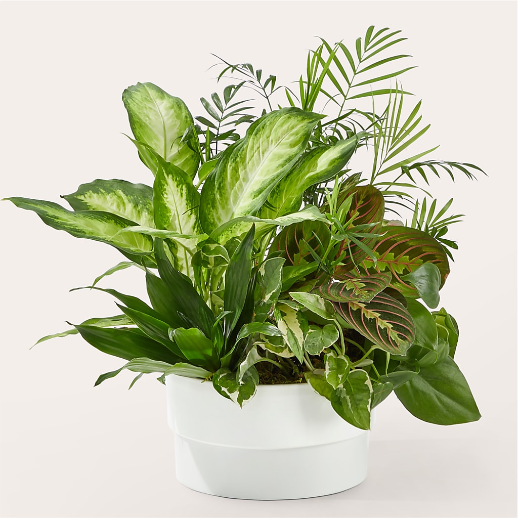 Radiating Positivity Dishgarden – Loose Leaf Florist, Austin TX