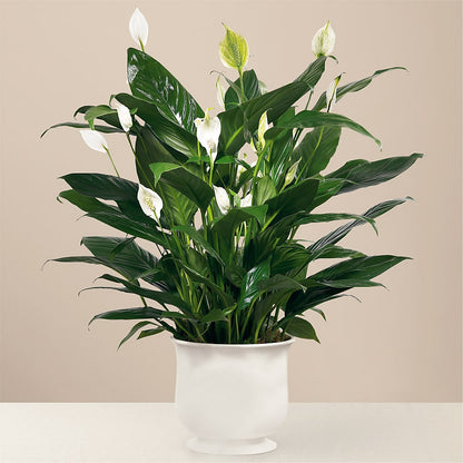 Comfort Planter –  Loose Leaf Florist, Austin TX