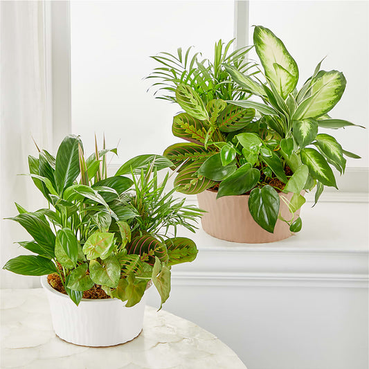 Balance & Harmony Dishgarden –  Loose Leaf Florist, Austin TX